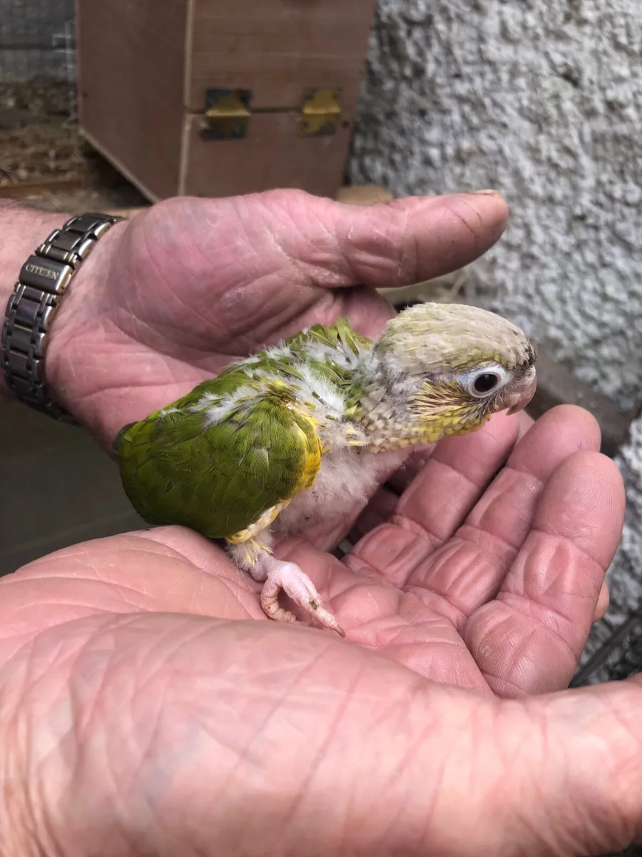 Young pineapple conures - Image 1