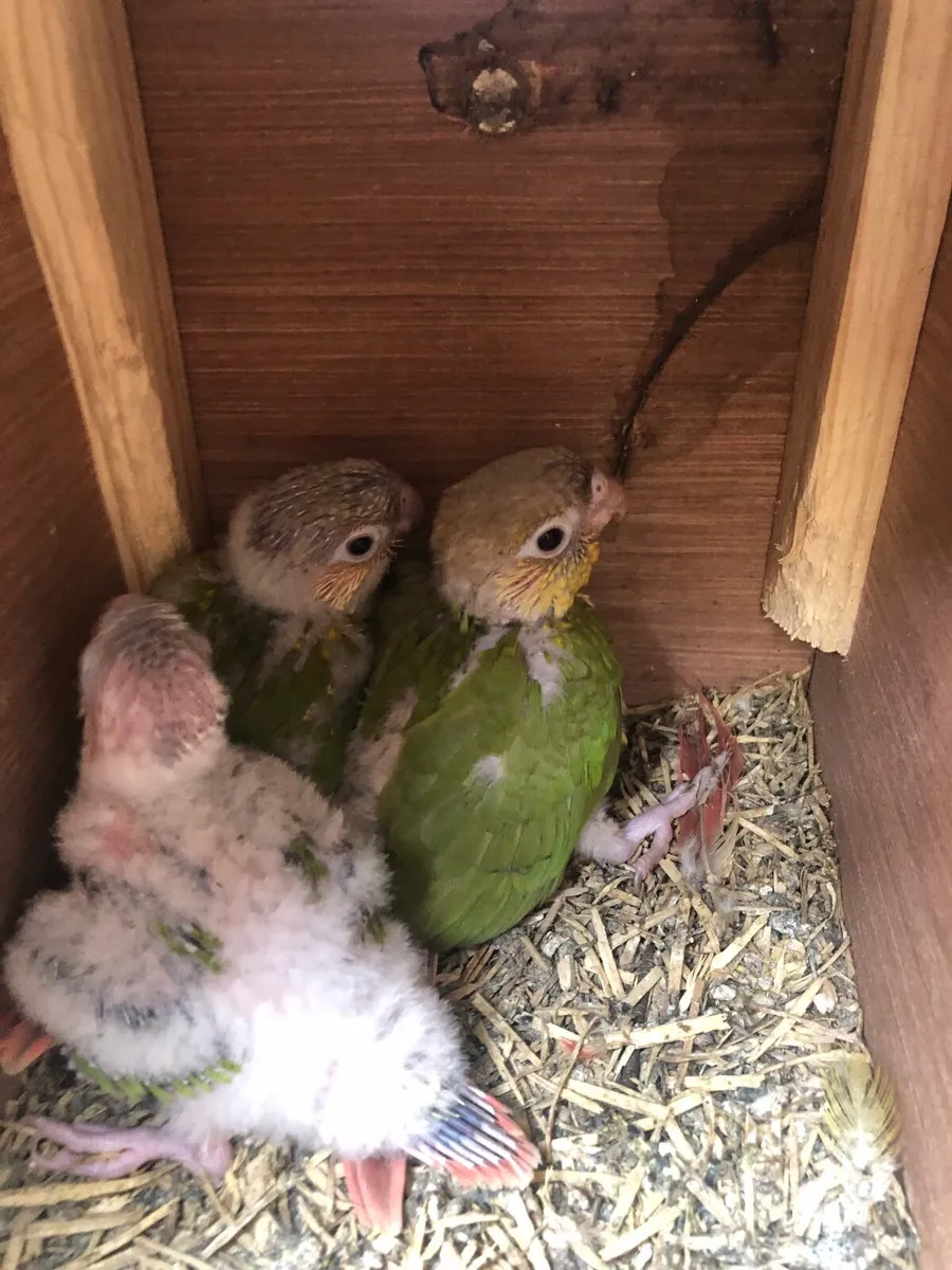 Young pineapple conures - Image 2