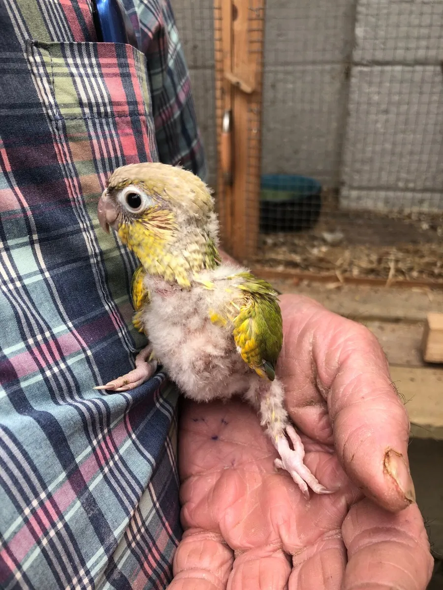 Young pineapple conures - Image 3