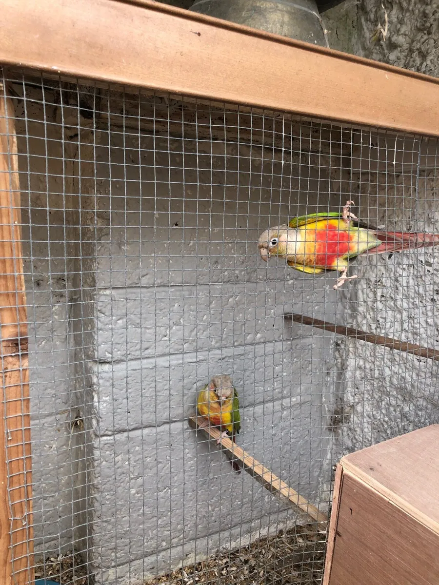 Young pineapple conures - Image 4