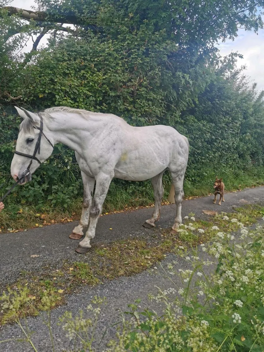 ⭐⭐⭐16.3h Gelding ⭐⭐⭐ - Image 2