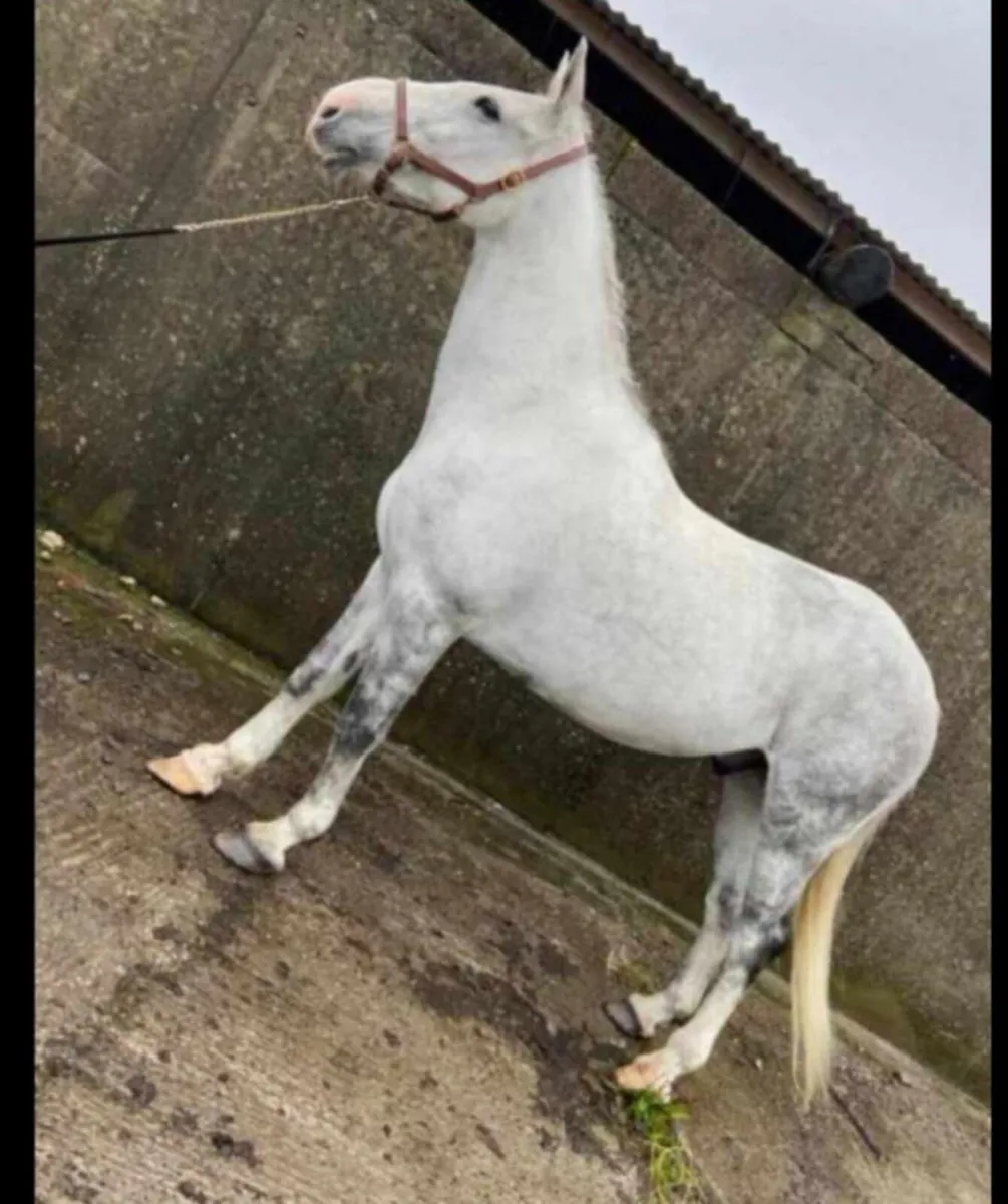 ⭐⭐⭐16.3h Gelding ⭐⭐⭐ - Image 1