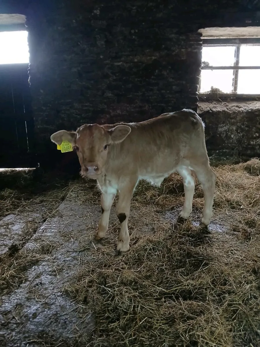 Limousin calf - Image 2
