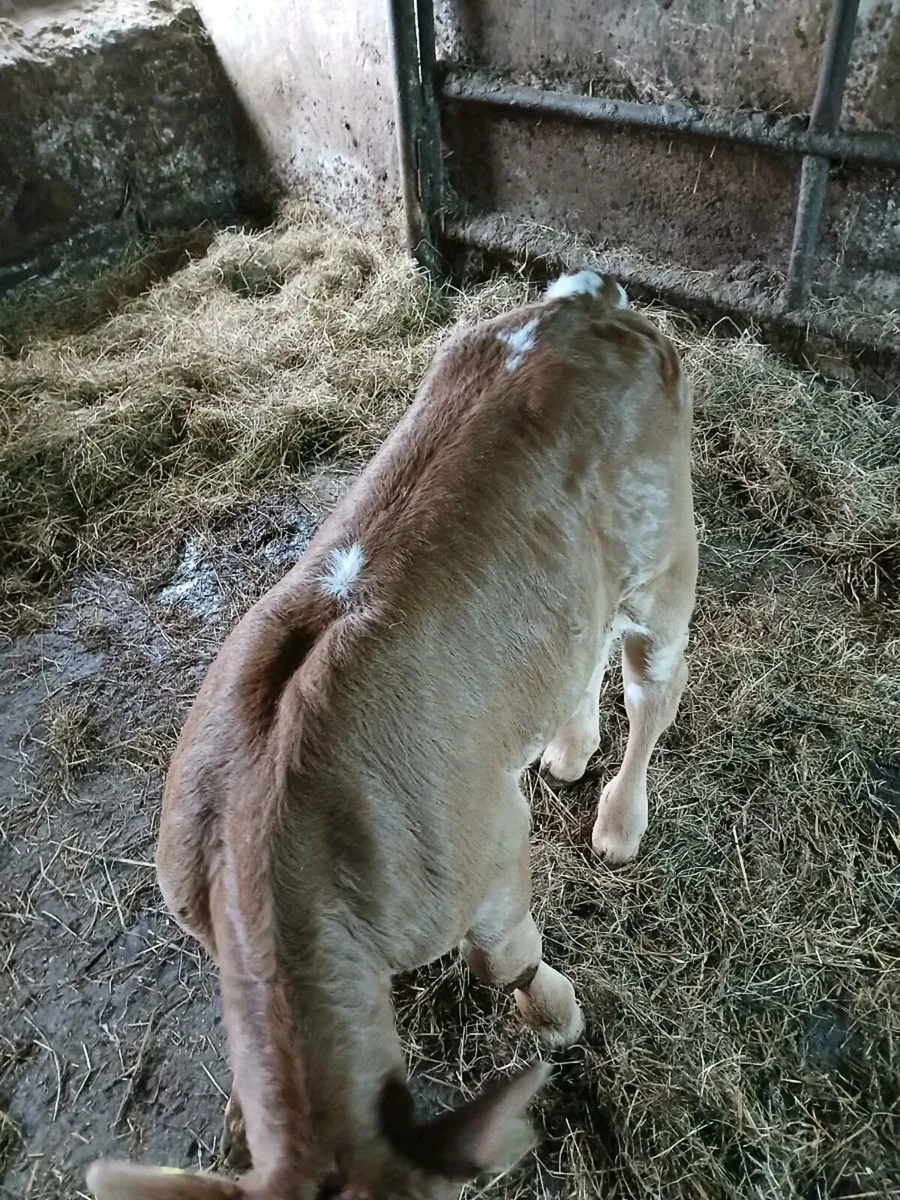 Limousin calf - Image 3