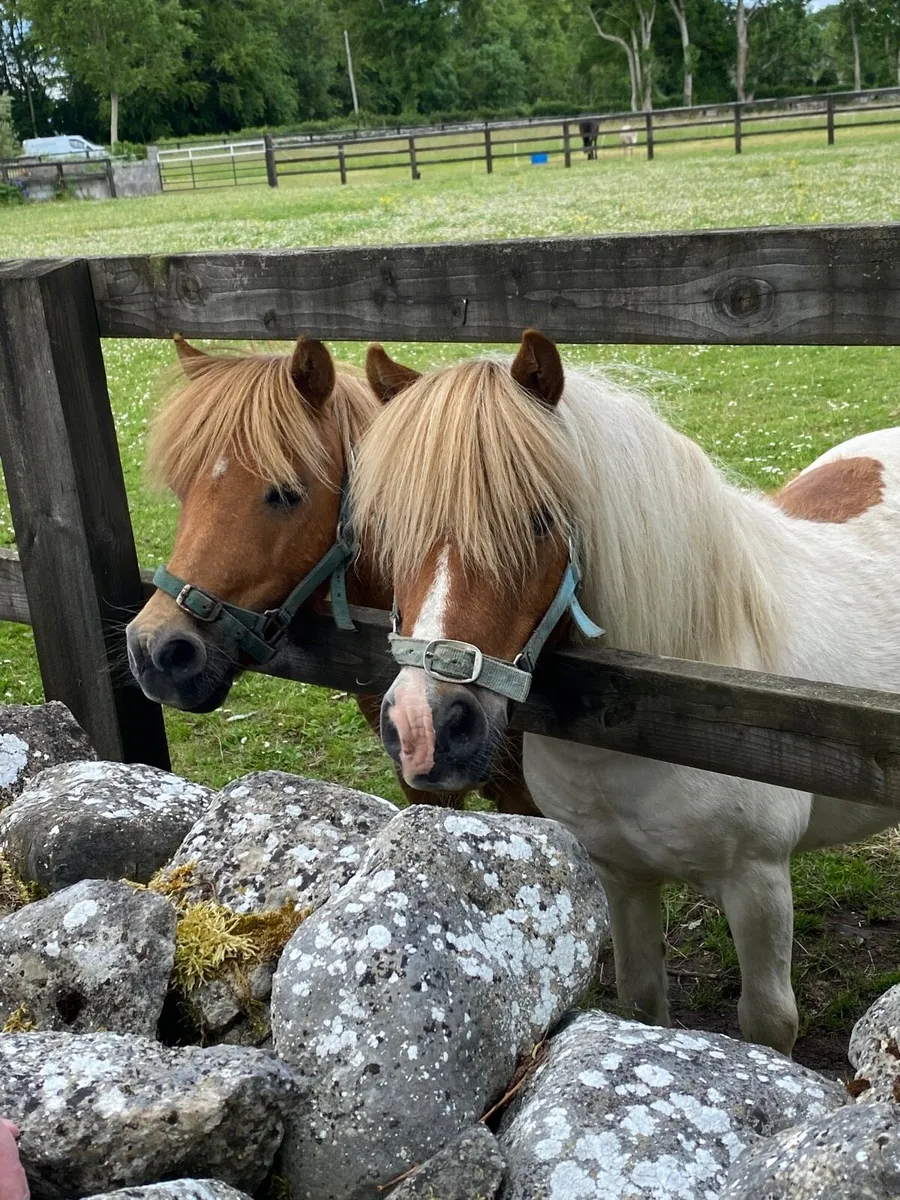 PAIR OF FRIENDLY L/R GELDINGS - Image 1