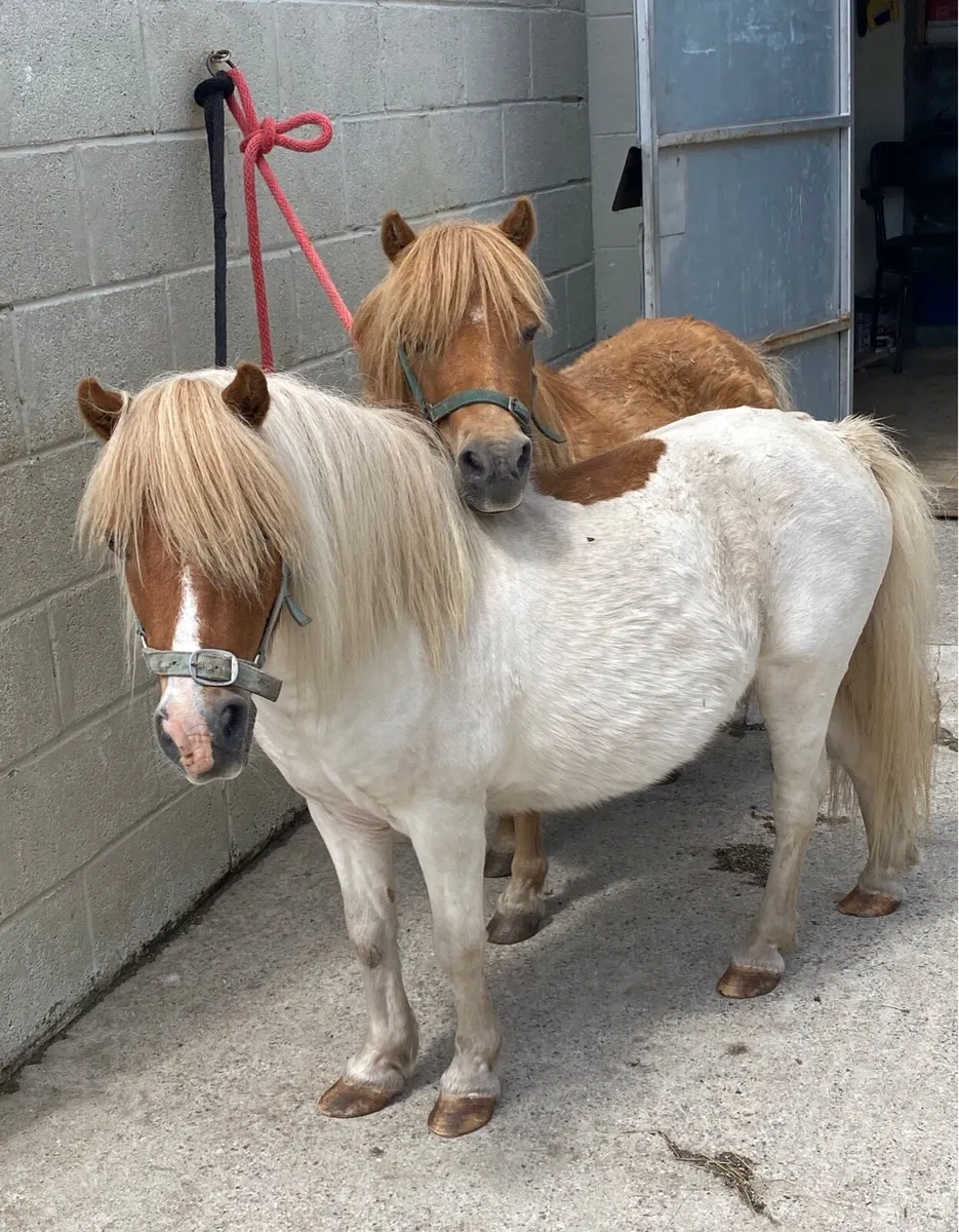 PAIR OF FRIENDLY L/R GELDINGS - Image 2