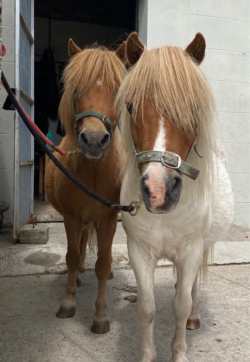 PAIR OF FRIENDLY L/R GELDINGS - Image 3
