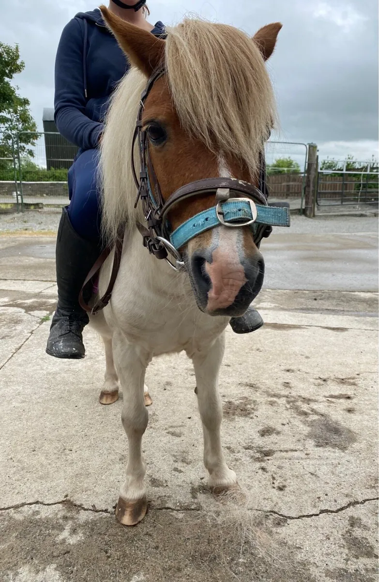 PAIR OF FRIENDLY L/R GELDINGS - Image 4
