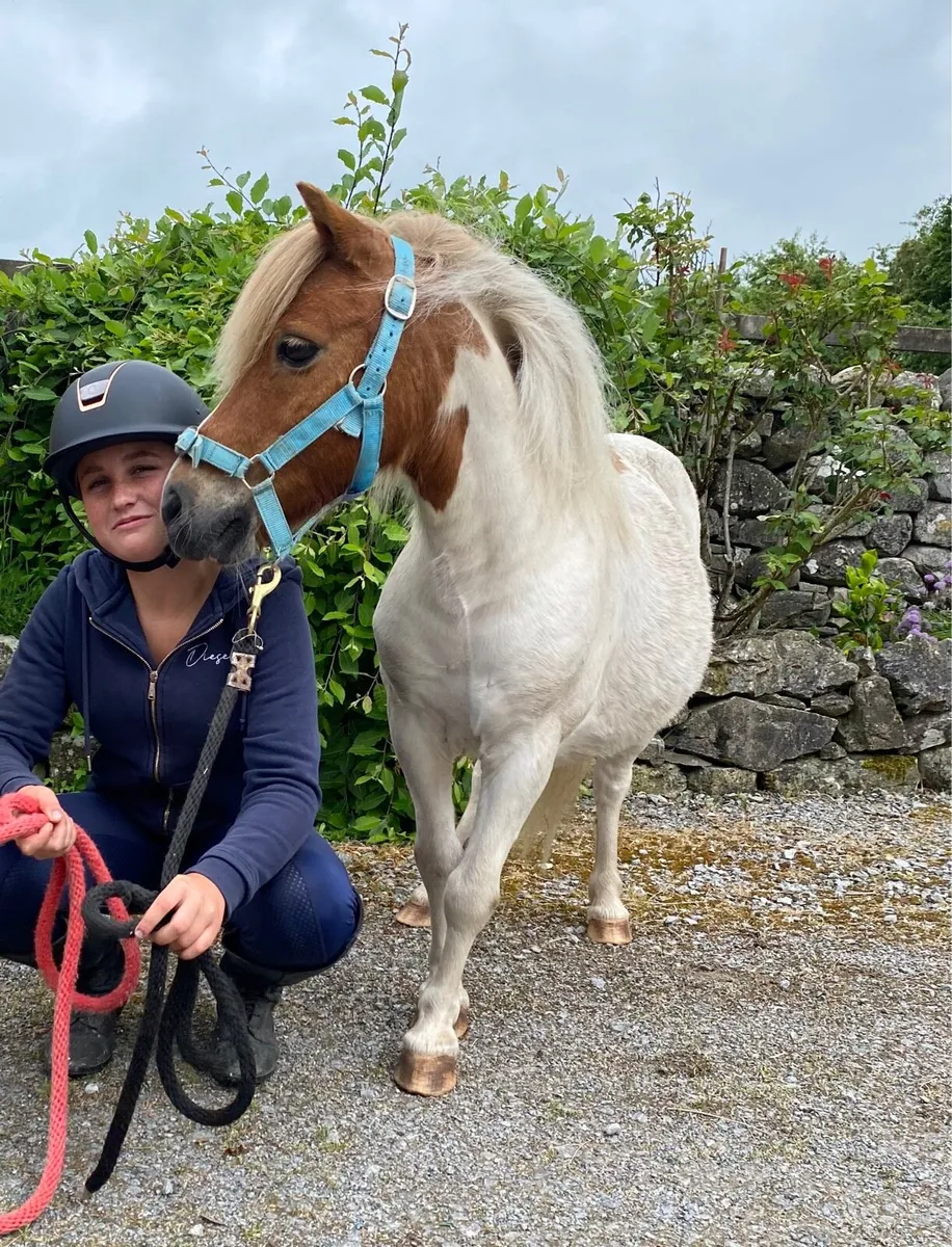 SMALL PET/LEAD-R CHILDREN’S PONIES - Image 4