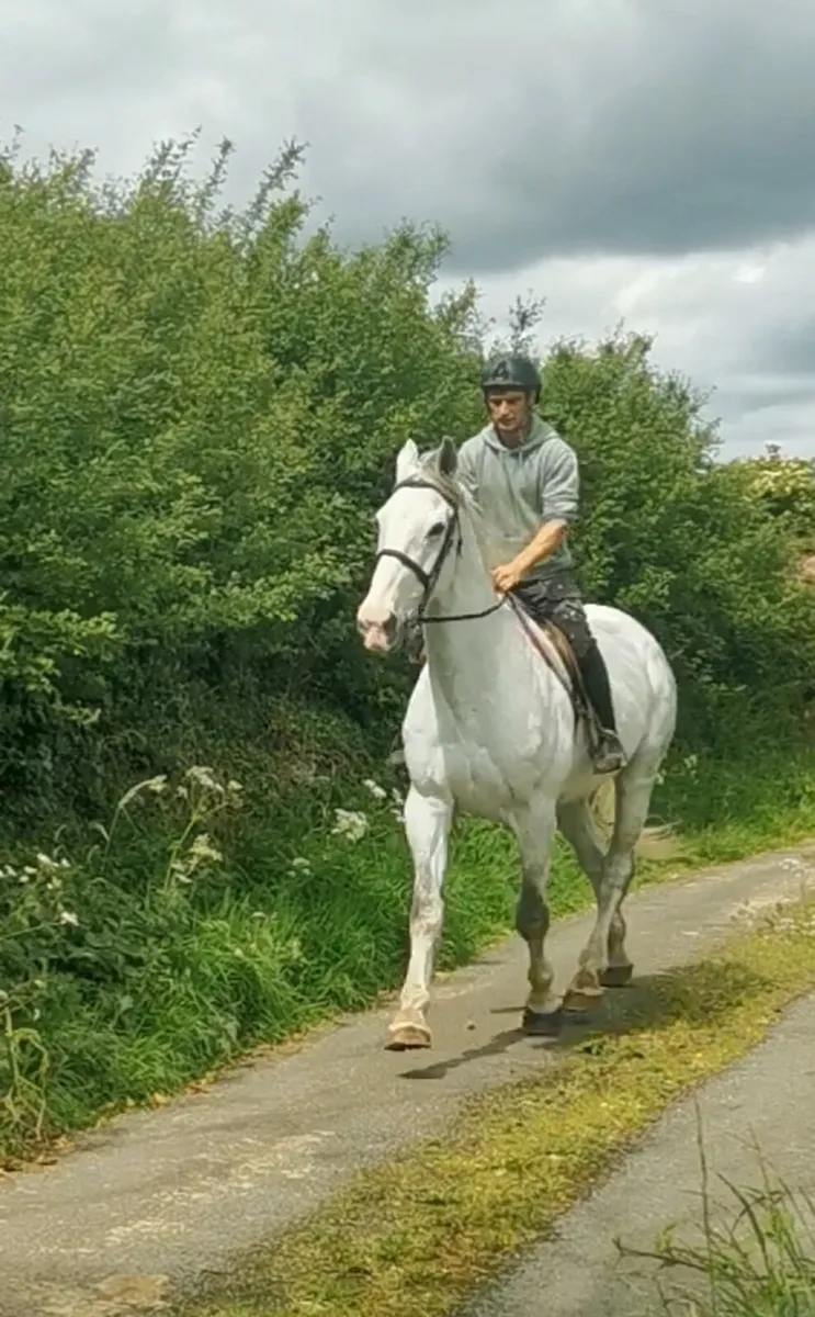 ⭐⭐⭐16.3h Gelding ⭐⭐⭐ - Image 3