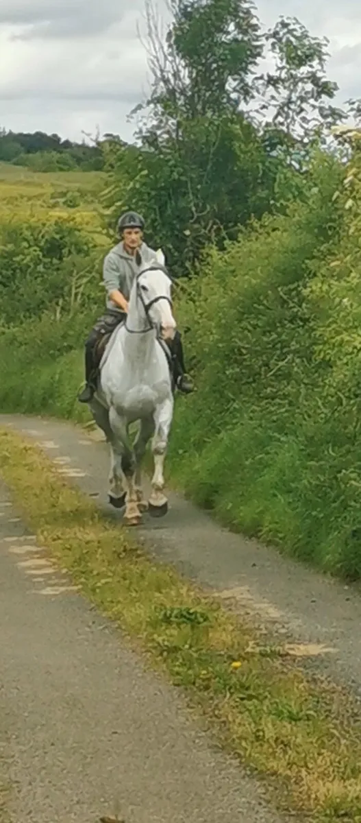 ⭐⭐⭐16.3h Gelding ⭐⭐⭐ - Image 4