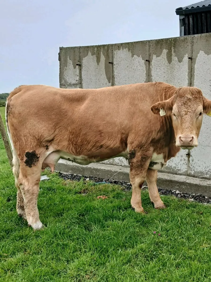 Limousin calf - Image 4