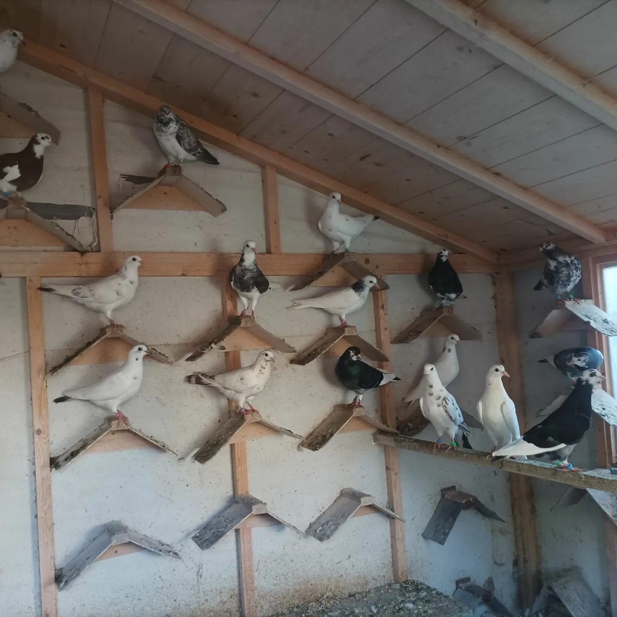 Pigeons - Image 1
