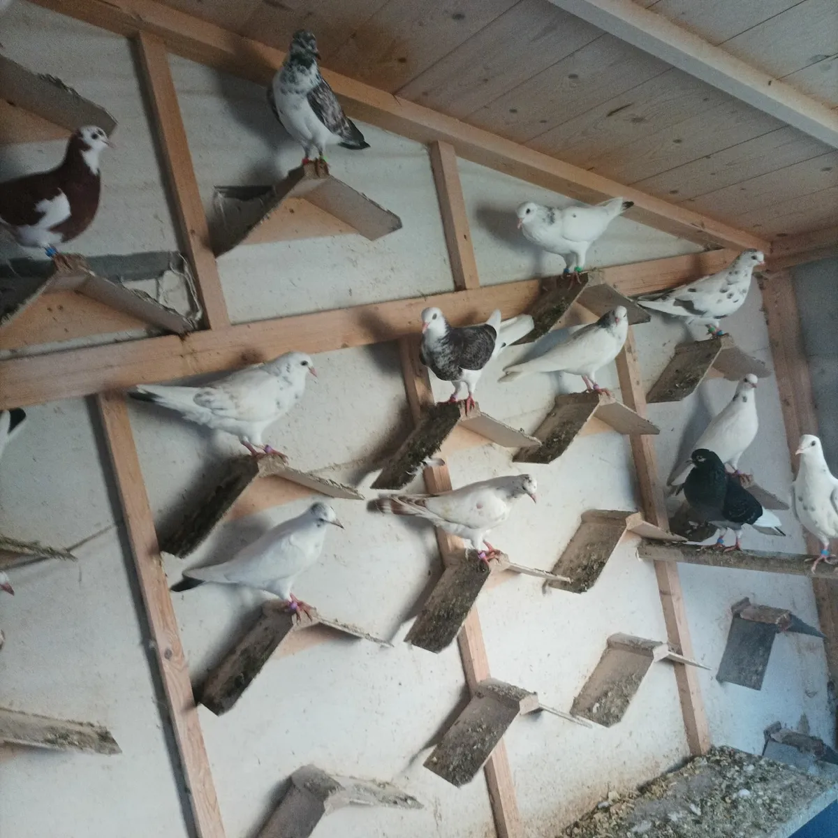 Pigeons - Image 3