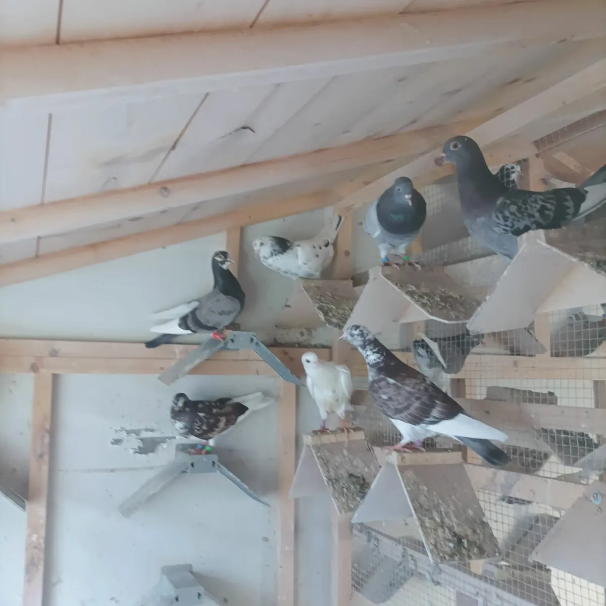 Pigeons - Image 4