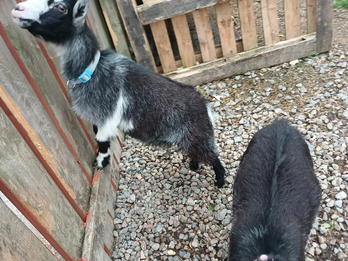 5 Pygmy goats - Image 2