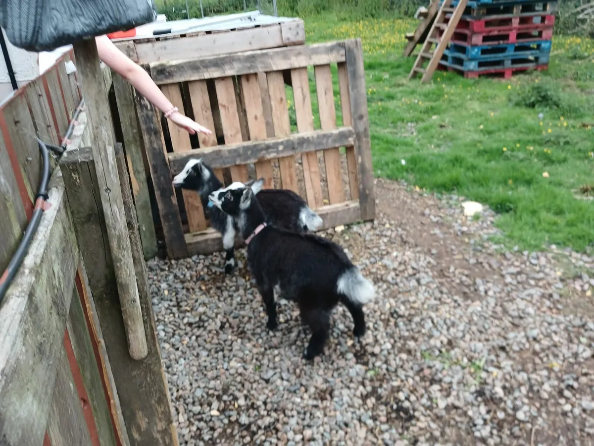 5 Pygmy goats - Image 3