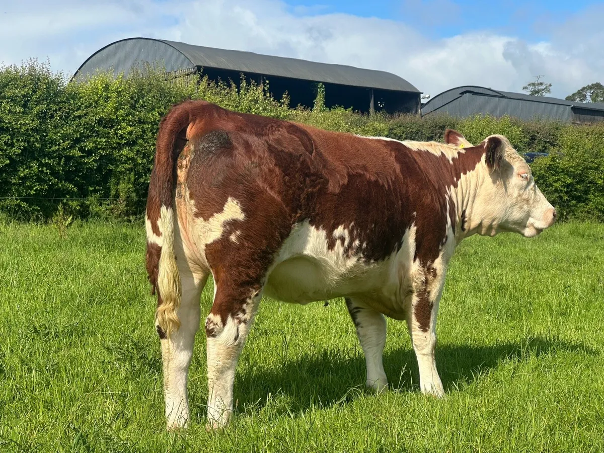 Hereford Maiden heifers - Image 2