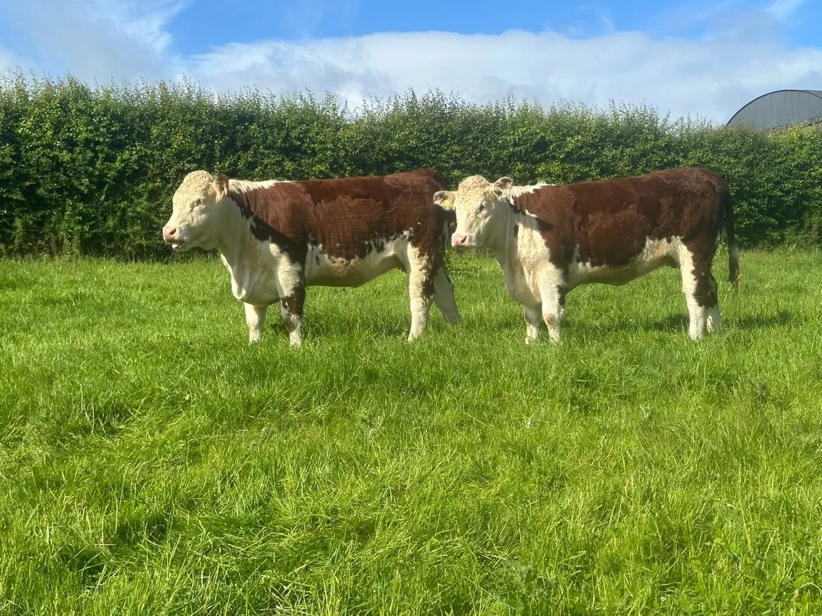 Hereford Maiden heifers - Image 3