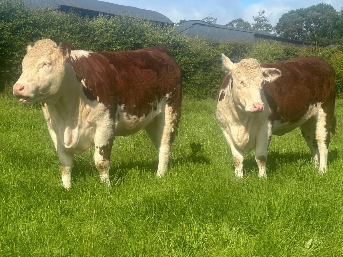 Hereford Maiden heifers - Image 4