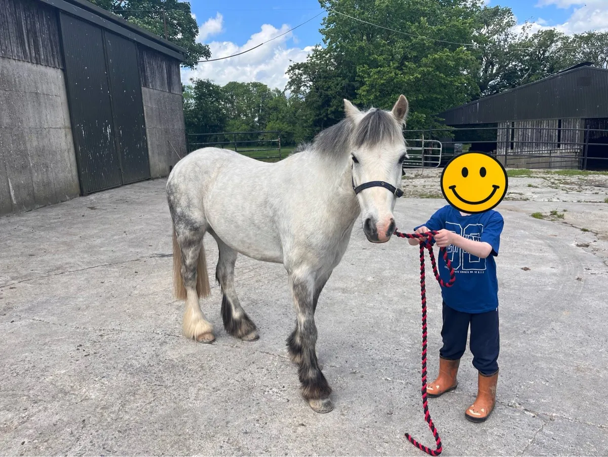 12hh 8 year old pony - Image 3