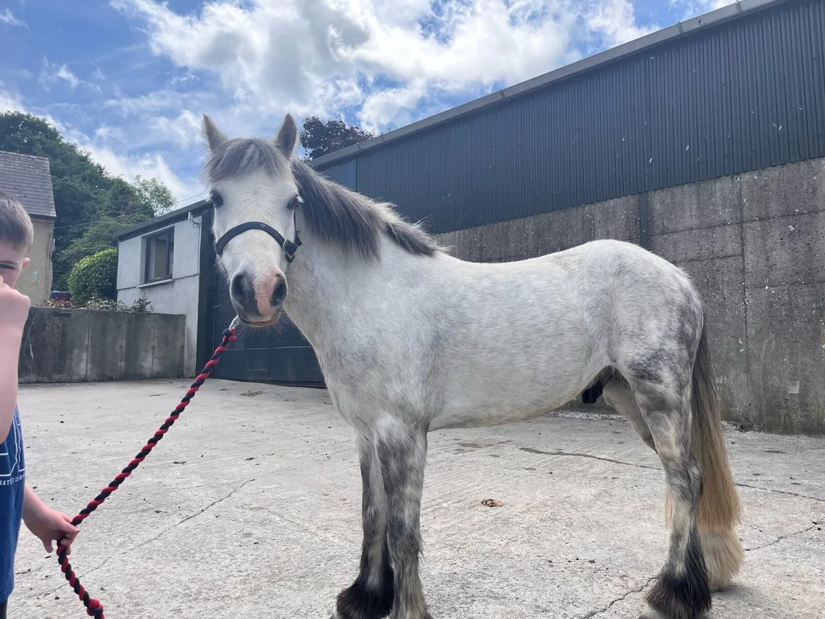 12hh 8 year old pony - Image 4