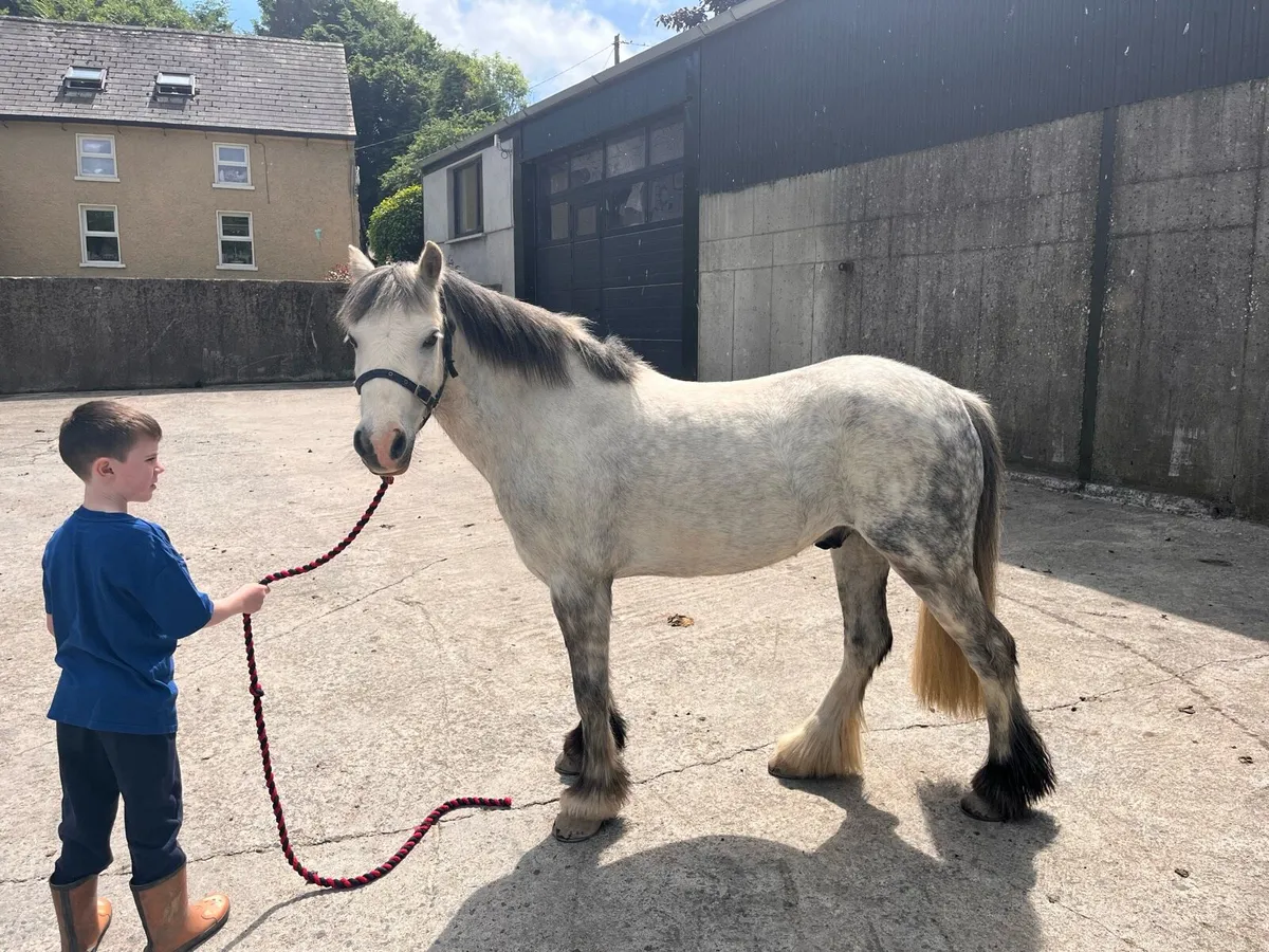 12hh 8 year old pony - Image 1
