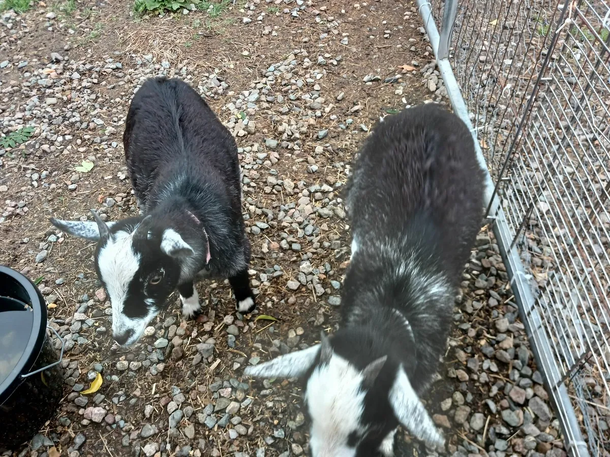5 Pygmy goats - Image 1