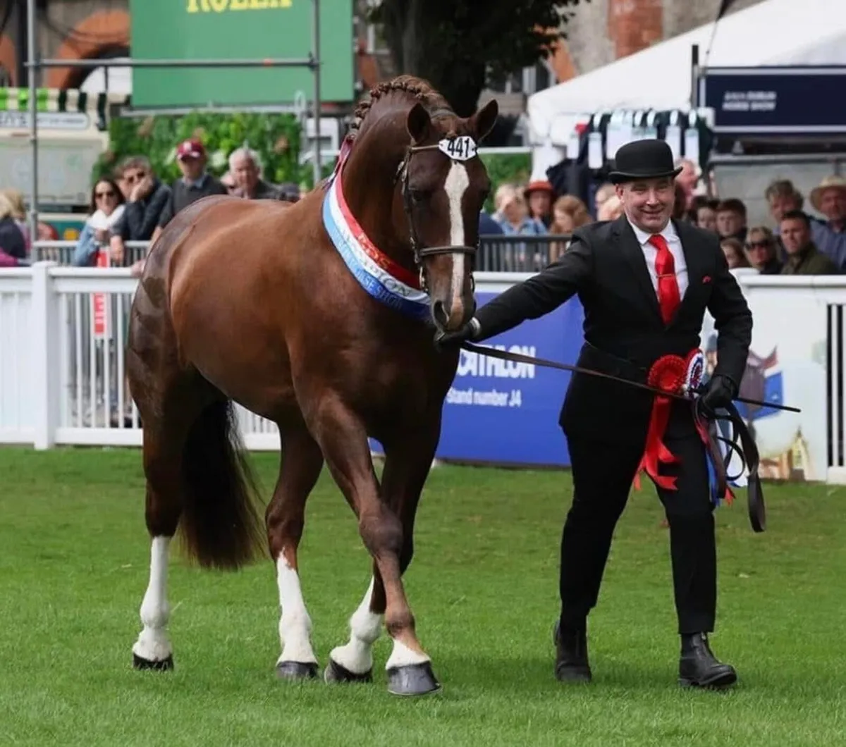 🔱At Stud Moylough Supremacy🔱 - Image 1