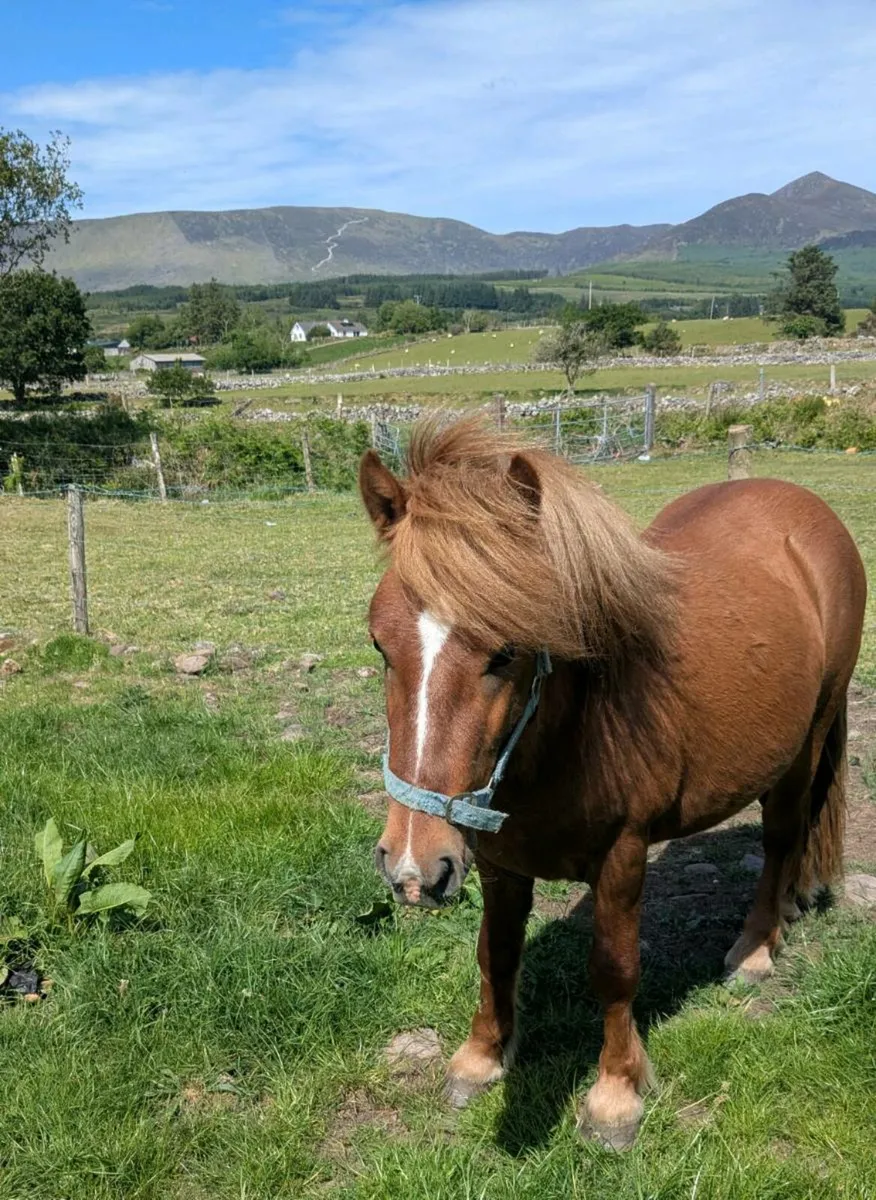Cob Pony - Image 1
