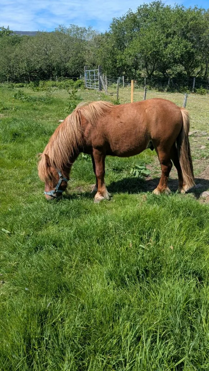 Cob Pony - Image 2