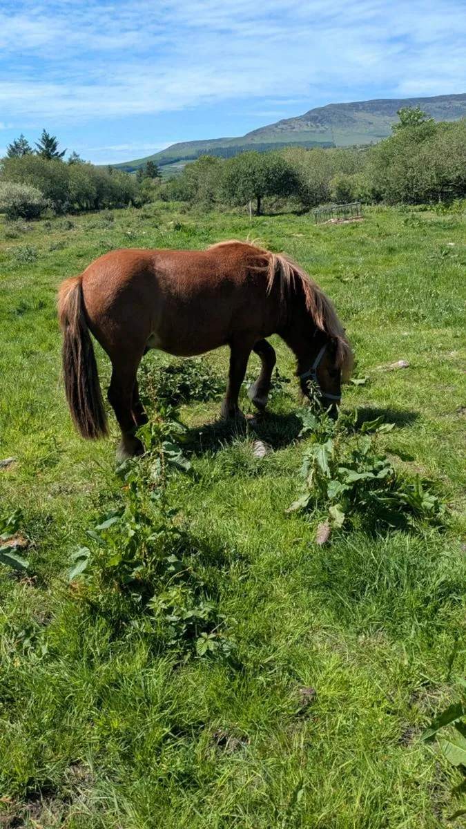 Cob Pony - Image 3