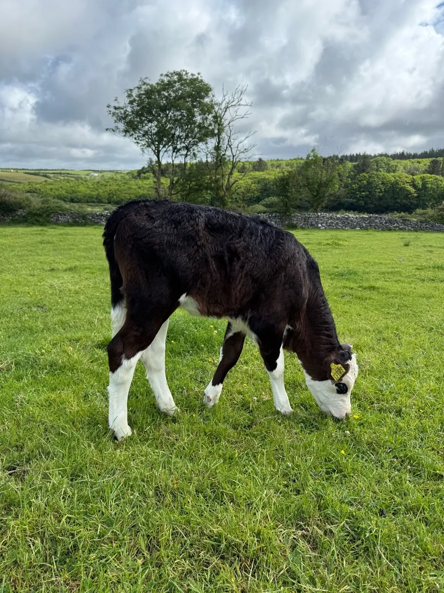 Black Whitehead Calf - Image 1