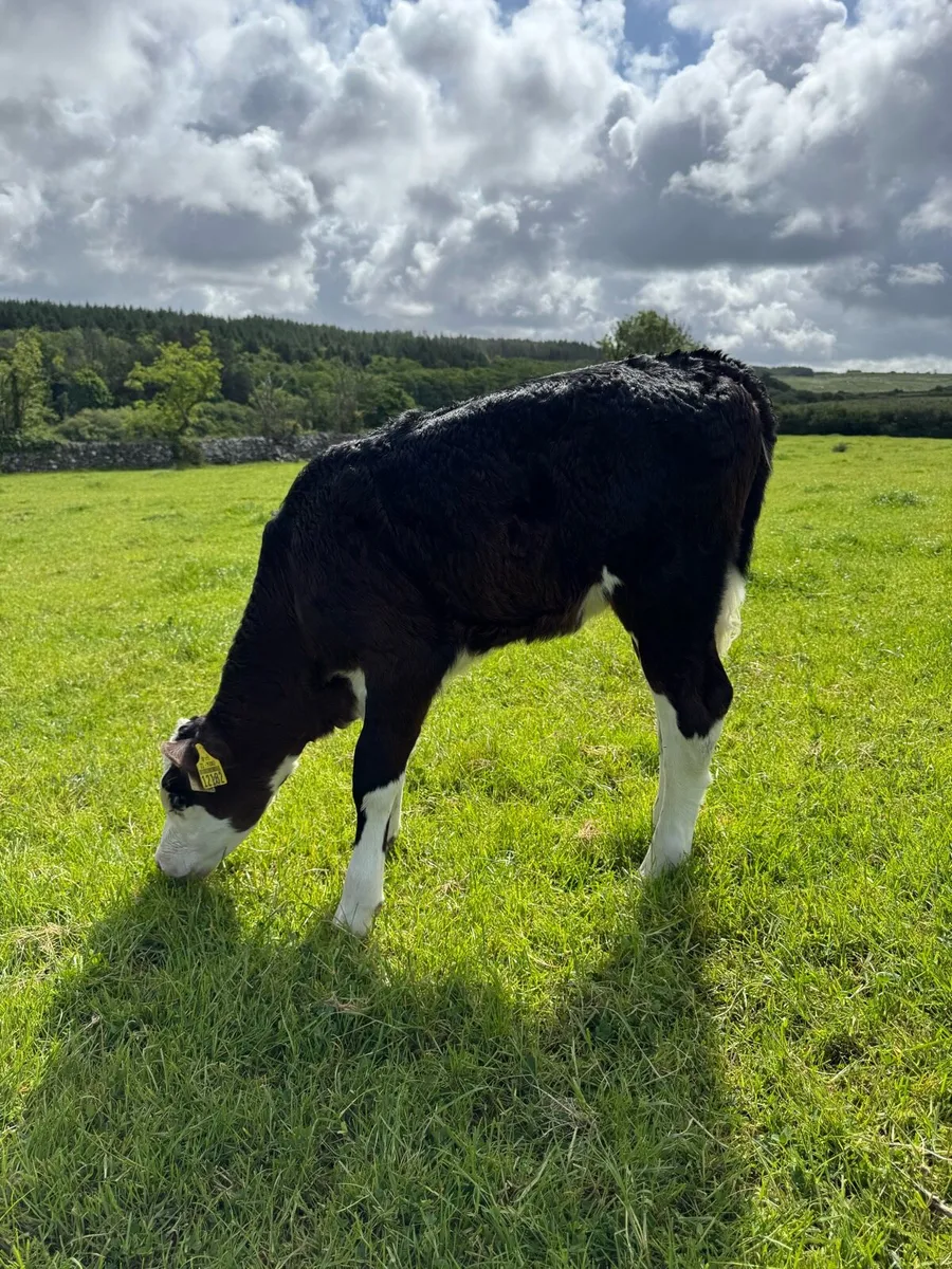 Black Whitehead Calf - Image 2