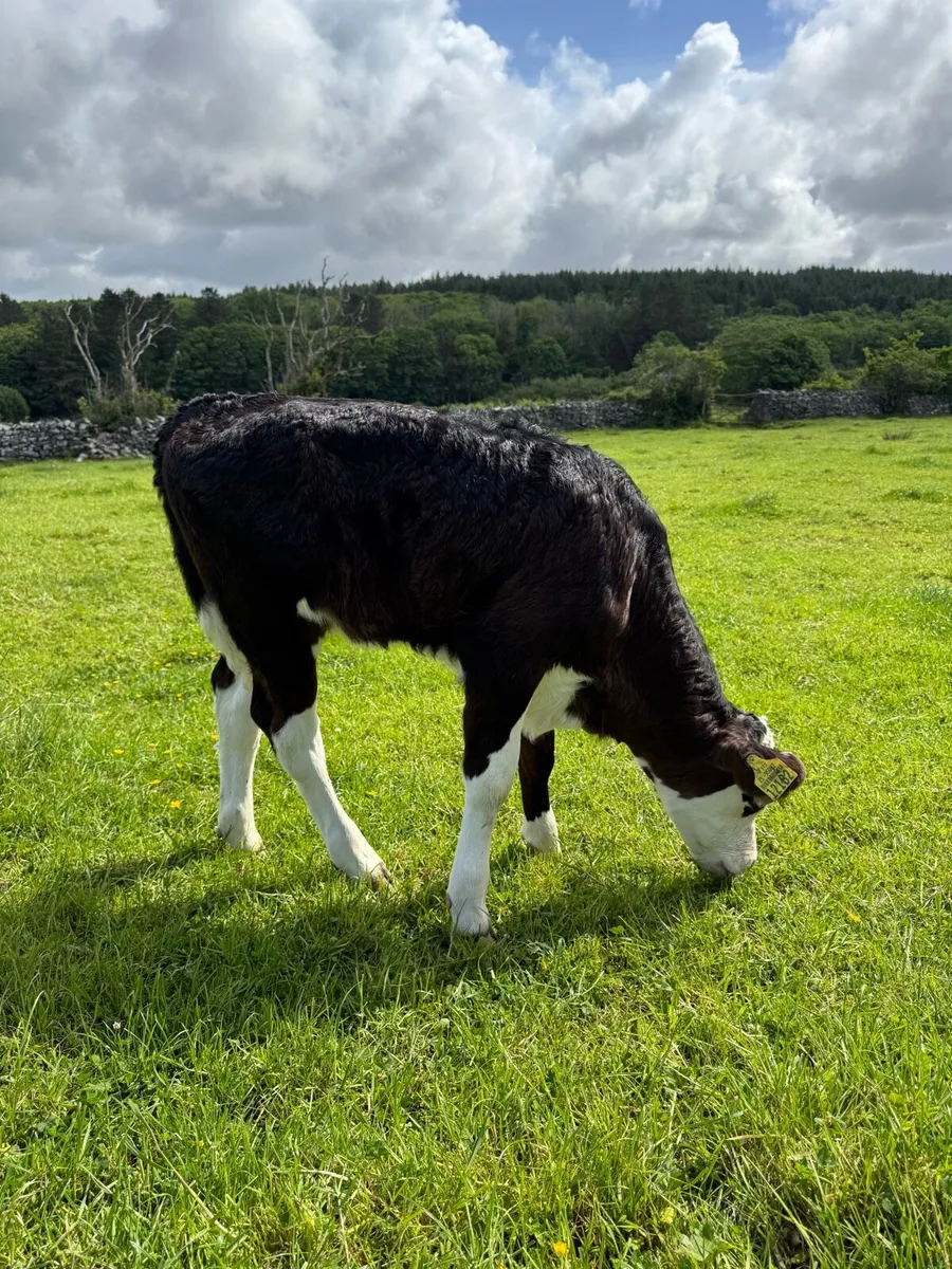 Black Whitehead Calf - Image 3