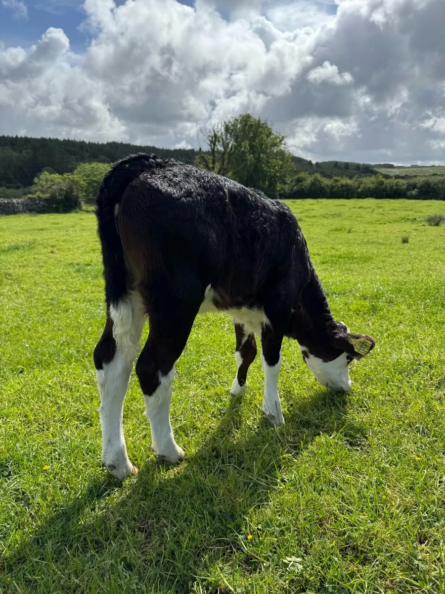 Black Whitehead Calf - Image 4