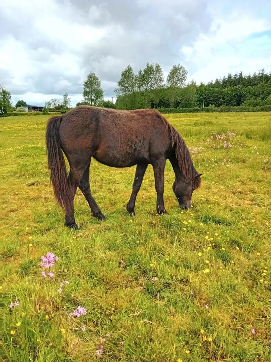 Connemara fillyl - Image 2