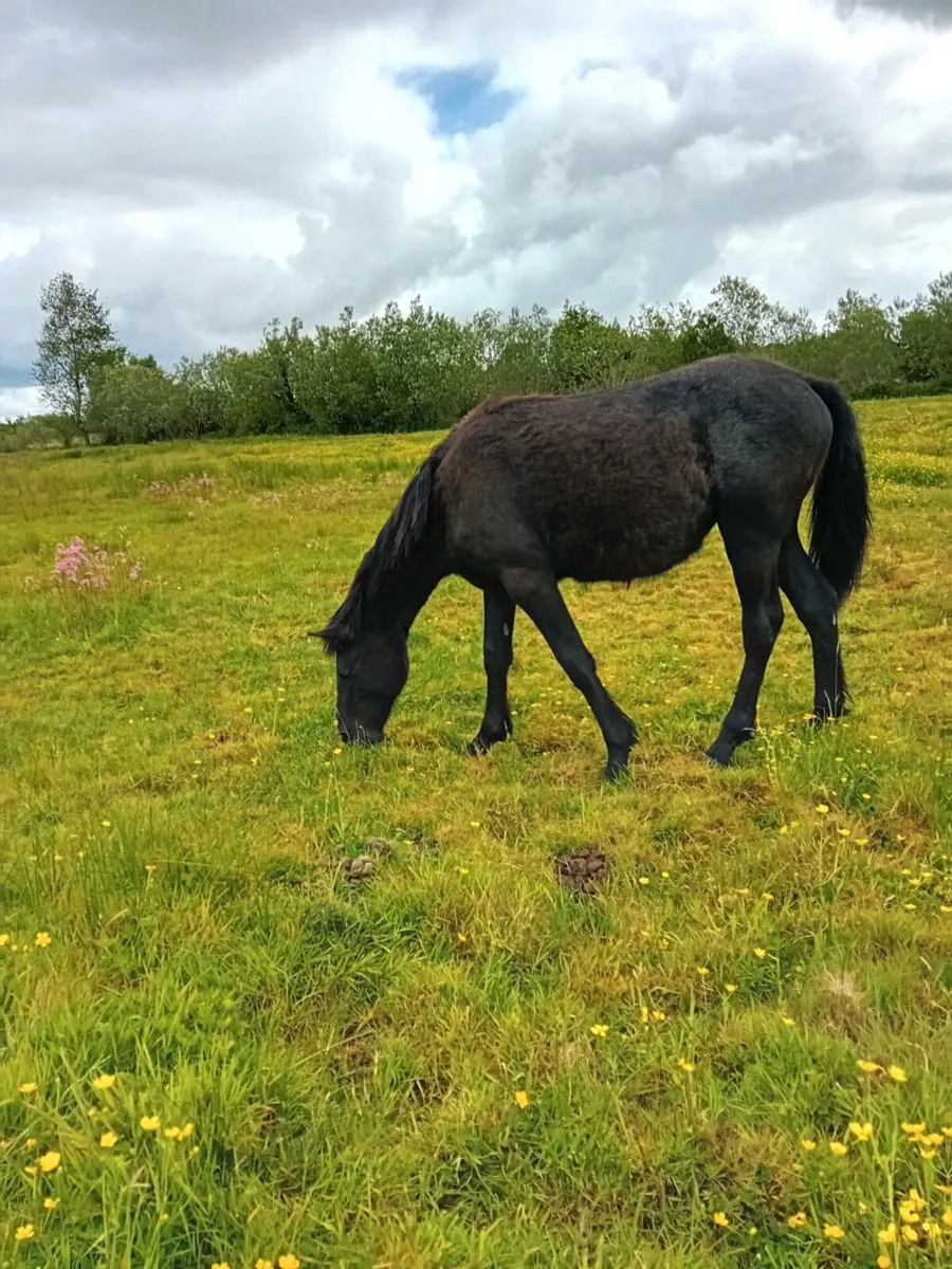Connemara fillyl - Image 3