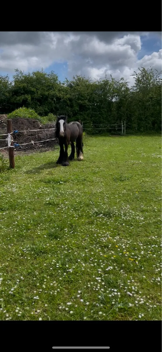 3yr old gelding cob - Image 1