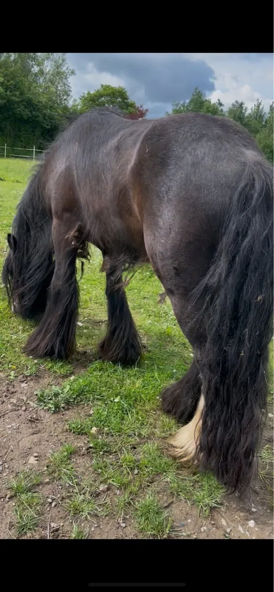 3yr old gelding cob - Image 4