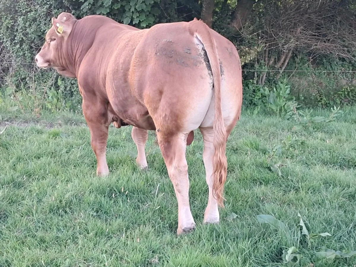 Super pedigree limousin bulls - Image 2