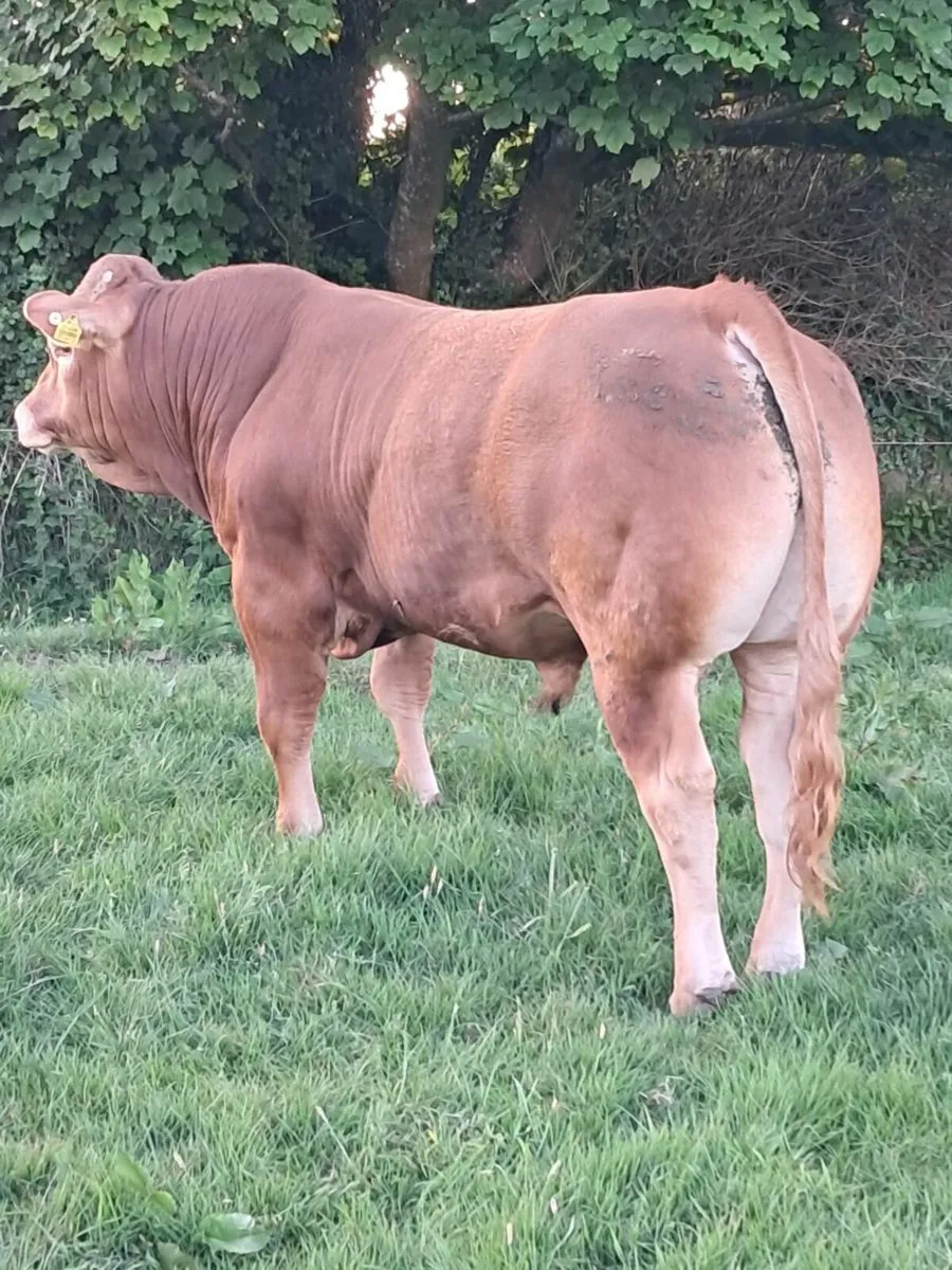 Super pedigree limousin bulls - Image 3