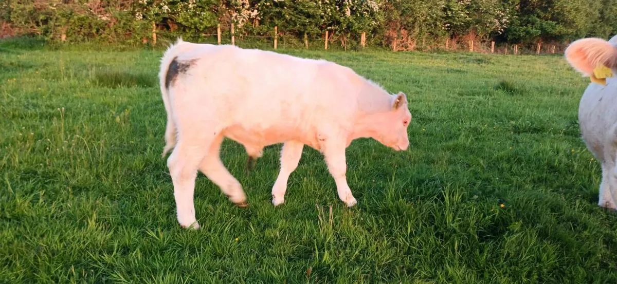 Pbr char bull weanling - Image 2