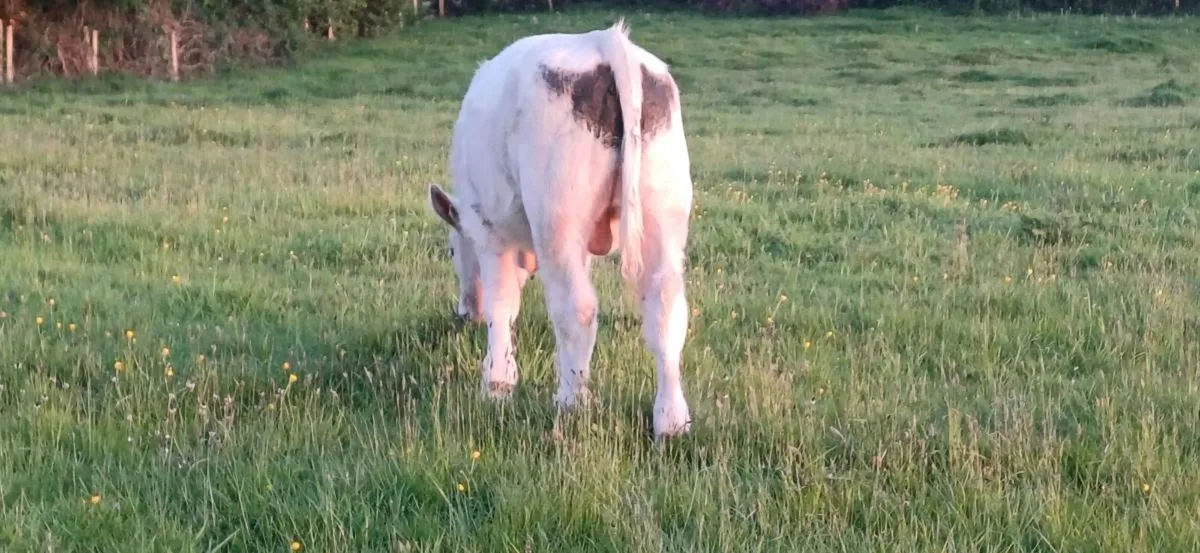 Pbr char bull weanling - Image 1