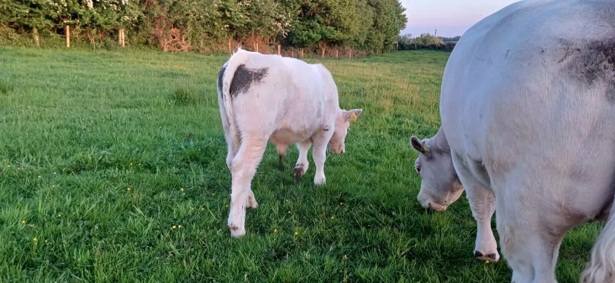 Pbr char bull weanling - Image 4