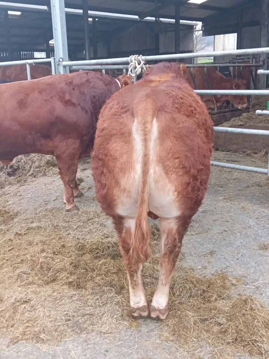 Super pedigree limousin bulls - Image 4