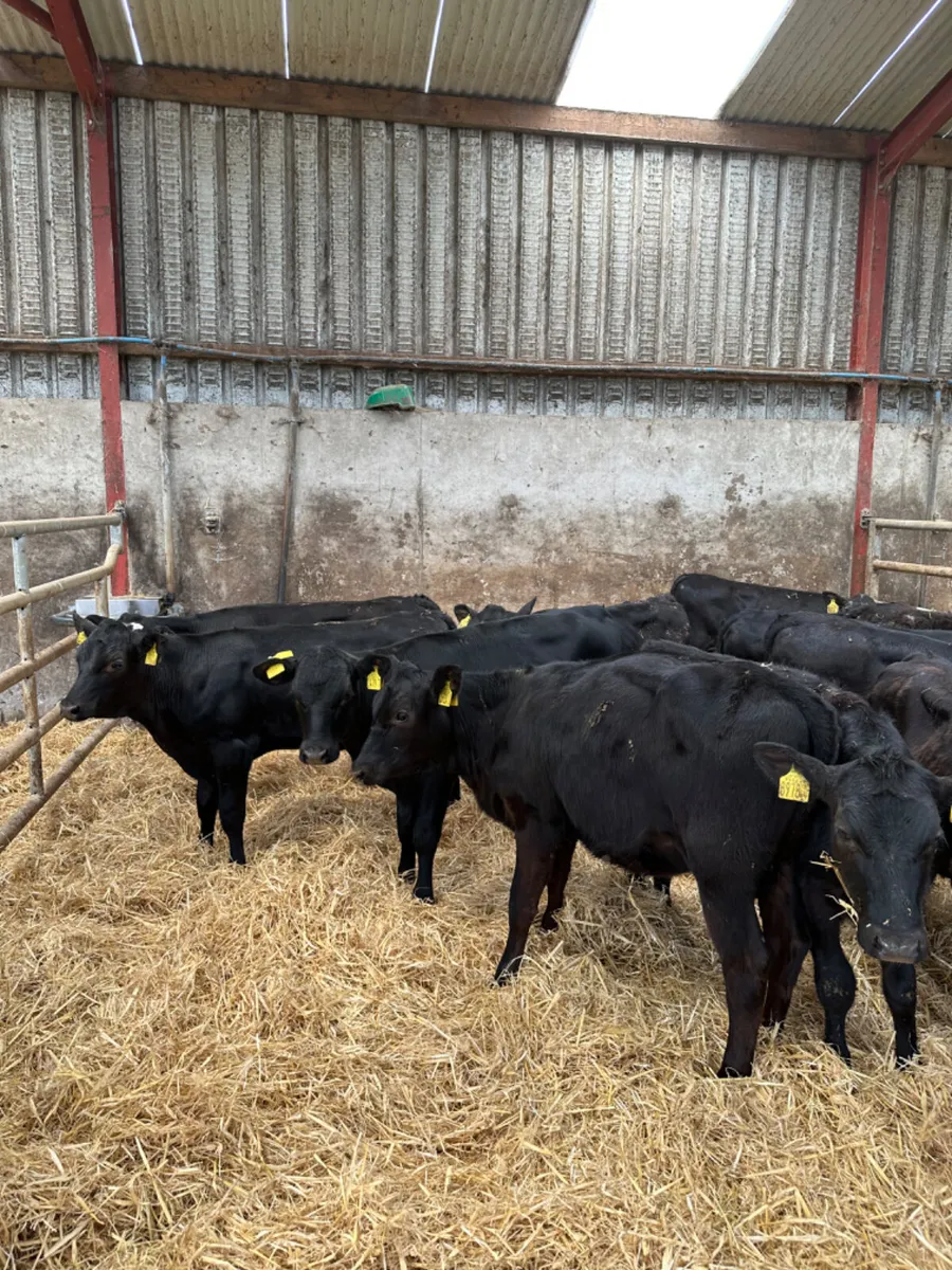 Angus heifers - Image 2
