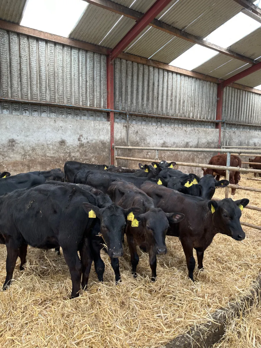 Angus heifers - Image 4