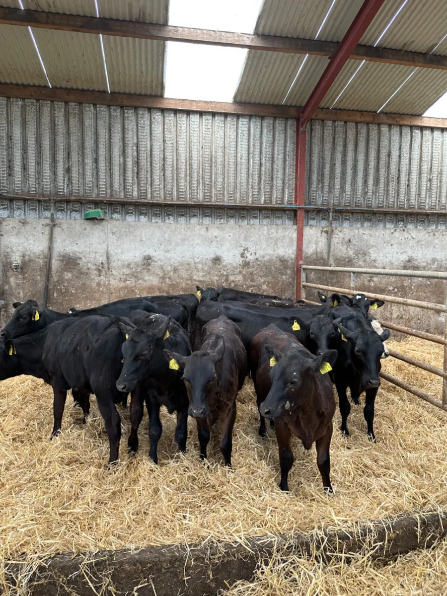 Angus heifers - Image 1