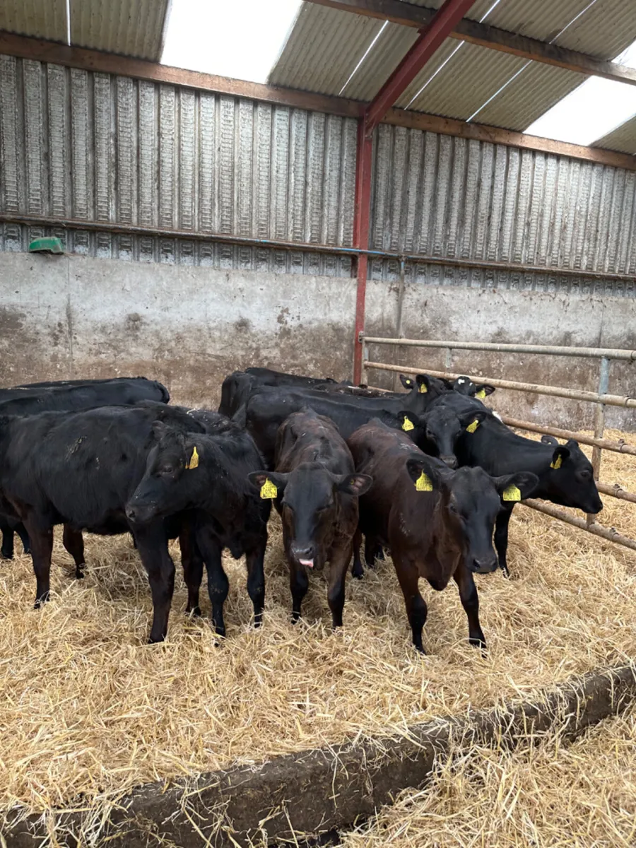 Angus heifers - Image 3